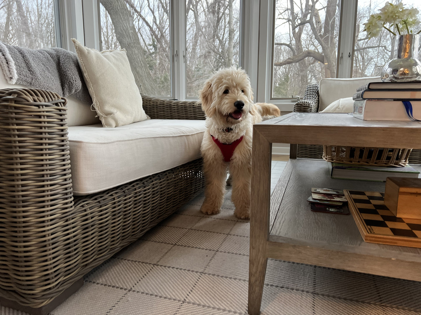 Small dog in a room decorated with a modern, luxury rug from Home Carpet One, Chicago.