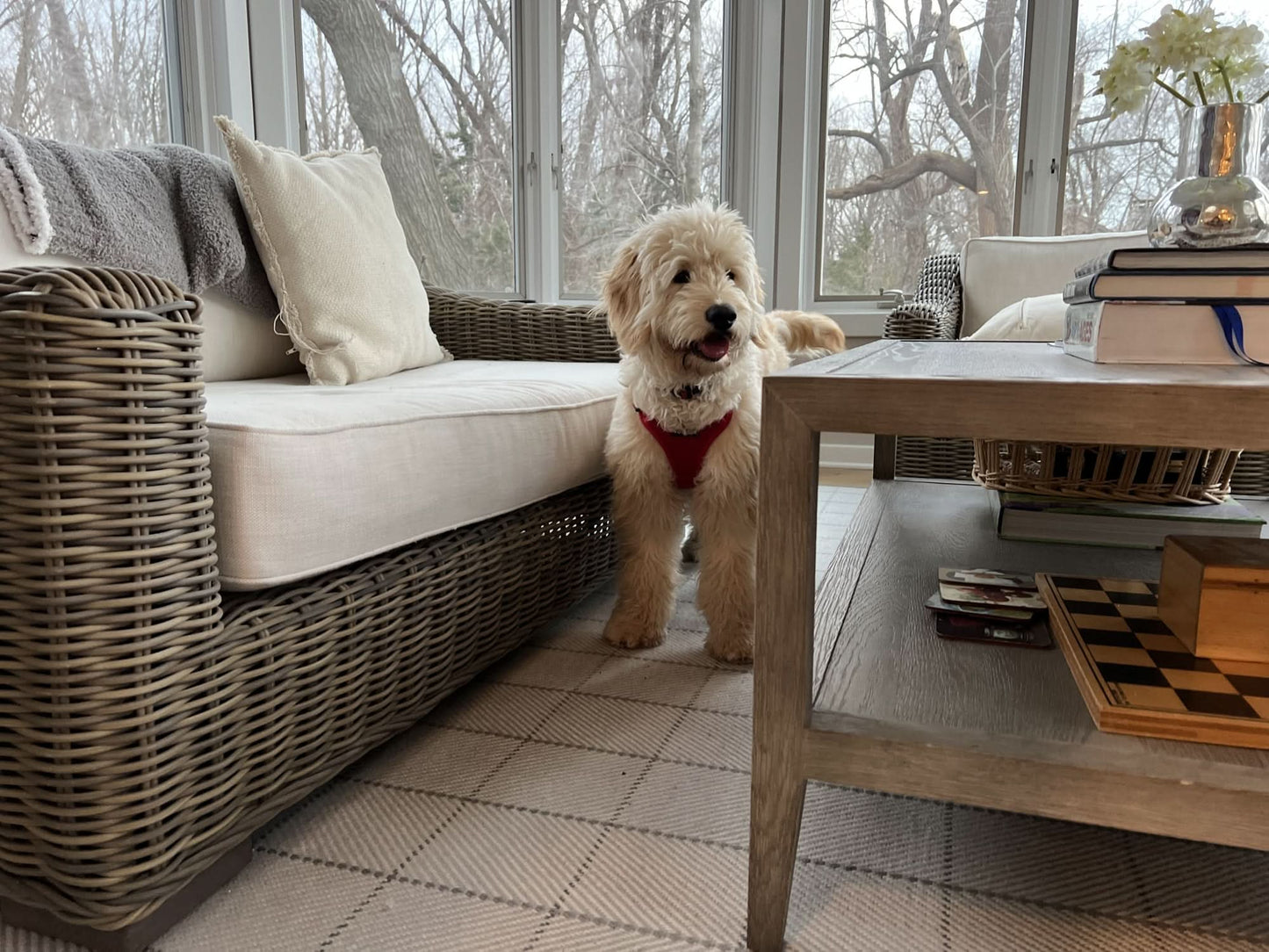 Small dog in a room decorated with a modern, luxury rug from Home Carpet One, Chicago.