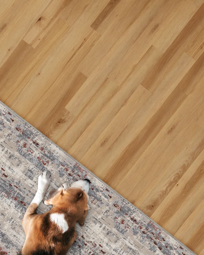 A dog on a contemporary wool blend rug from Home Carpet One Chicago.