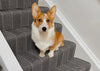 A small dog is sitting at the stair runners
