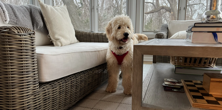 What's the Best Flooring for Pets?