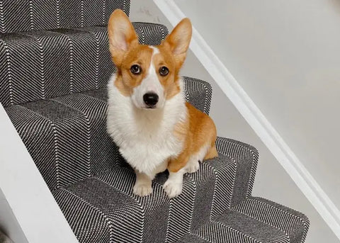 A small dog is sitting at the stair runners